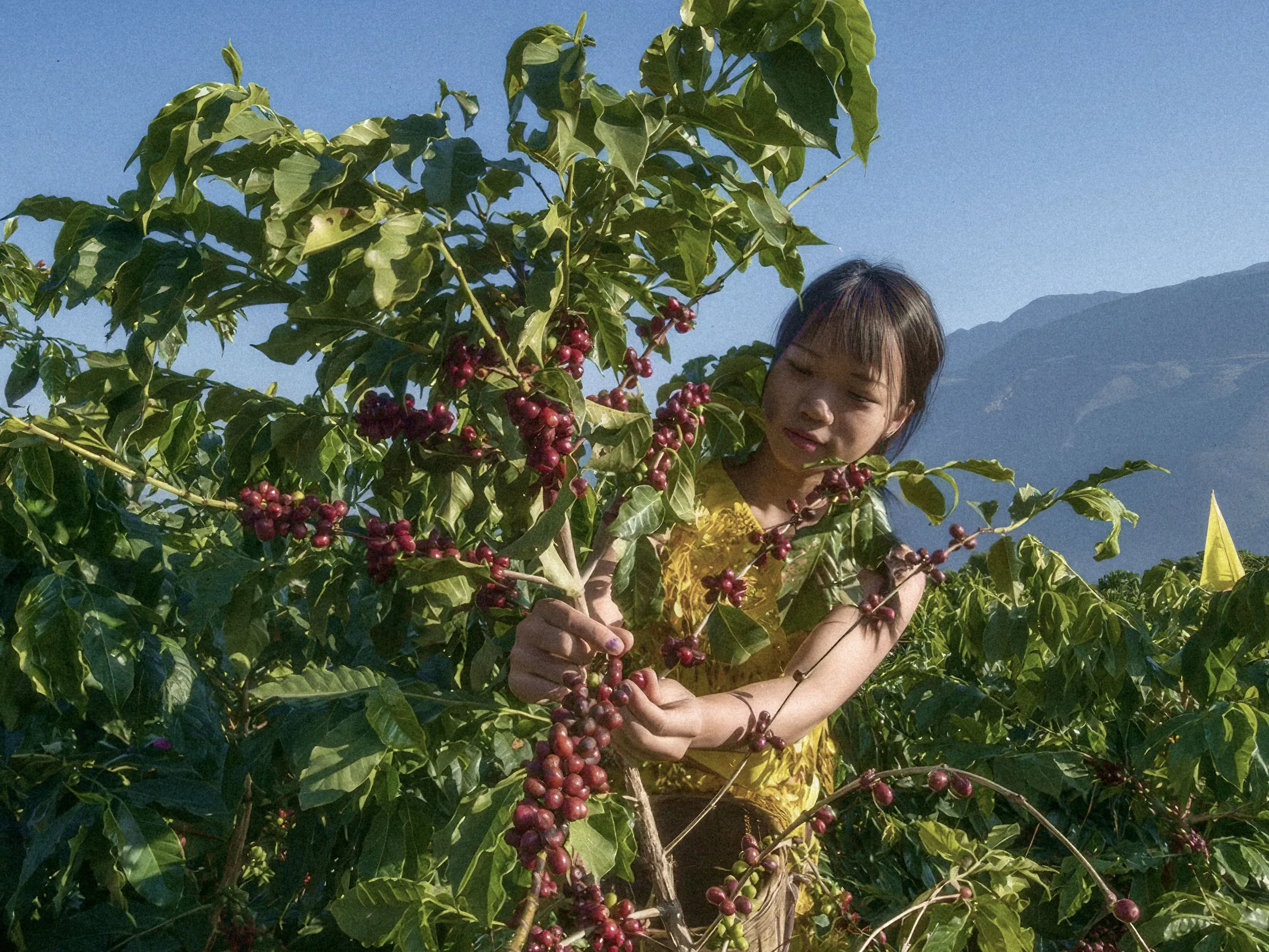 Cueilleuse détachant les cerises mûres d’une branche à Gaosheng Manor, montagnes de Baoshan en arrière-plan