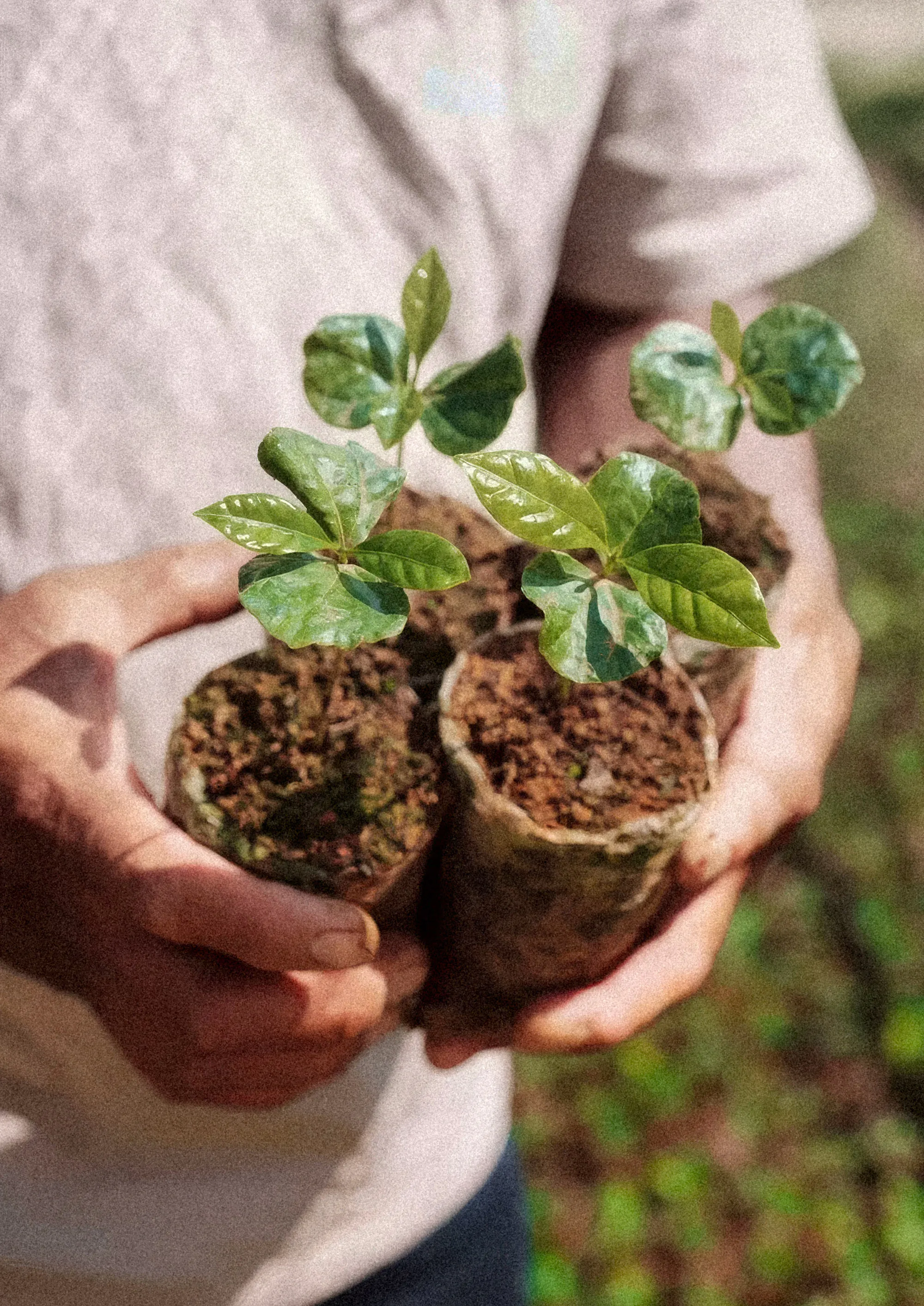 Deux mains tenant deux jeunes plants de caféier dans leurs godets de terre