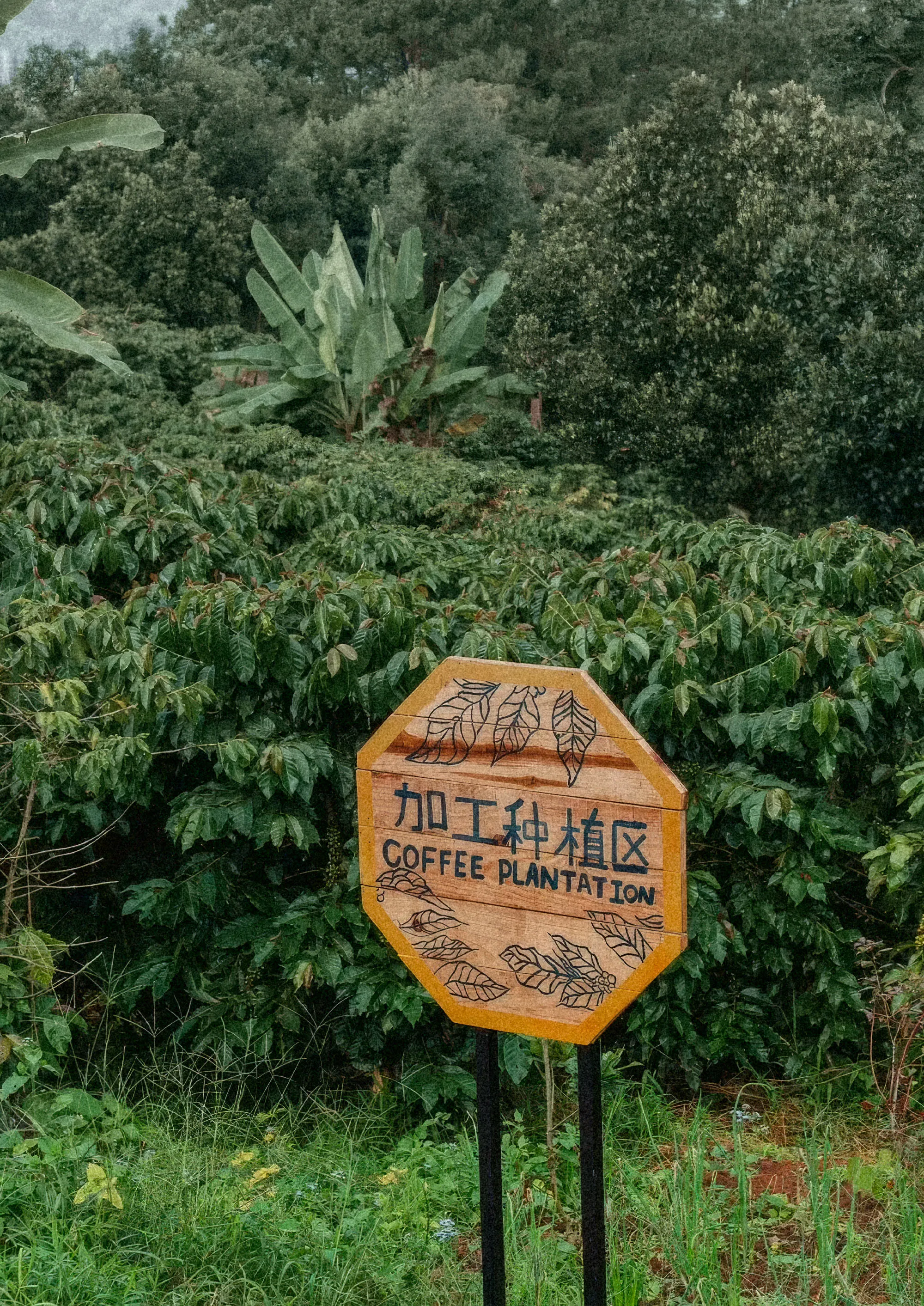 Panneau de bois « 加工种植区 — Coffee plantation » planté au milieu des rangs de caféiers